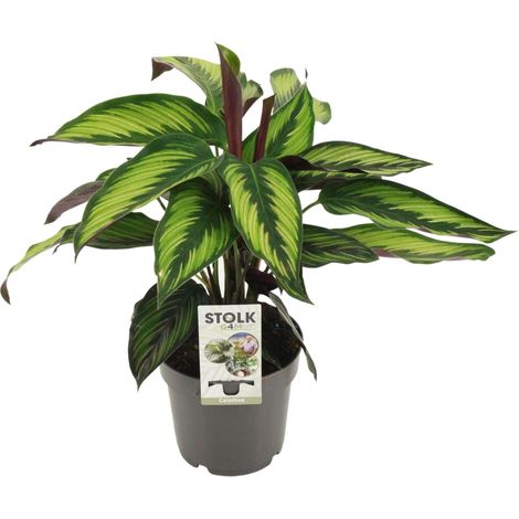 Plante d'Intérieur Calathea Majestica Princeps - Décoration Naturelle - Pot Ø14cm - Hauteur 45cm - PANGIVO