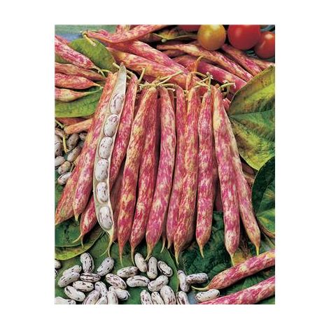 HARICOT BIG BORLOTTO - Graines de légumes - 150 G