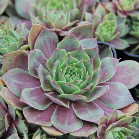 4 x Joubarbe 'Othello - Sempervivum 'Othello' - godet 9x9 cm (1/4)