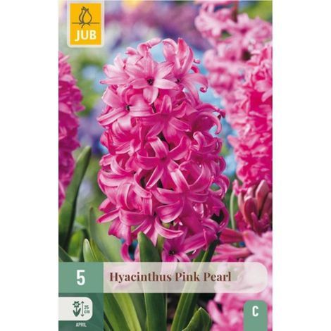 5 bulbes jacinthes Pink Pearl Rose