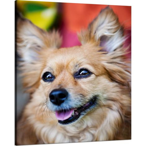 Leinwanddruck Chihuahua-Tiere 80x100 cm
