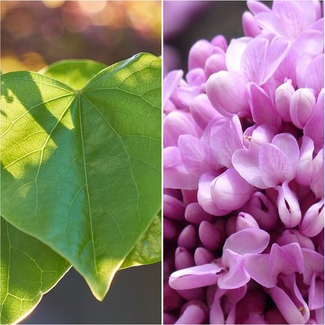 Planta de Cercis Siliquastrum arbol del Amor. 30 - 40 Cm