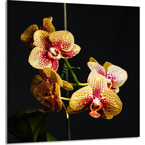 Panneau de verre POUR la cuisine 60x65 Orchidée (1/5)