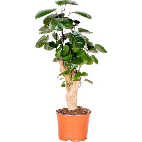 Bloomique - Polyscias Fabian - Aralia - Plante d’intérieur - Dépolluante - Sans danger pour les animaux - Facile d’entretien - Hauteur 30-40 cm - Pot 12 cm