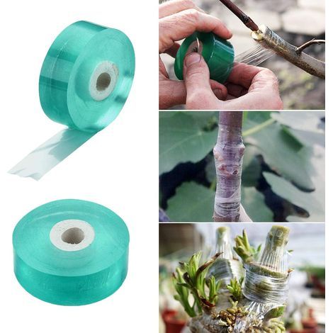 Pack of 2 grafting ribbons for fruit trees, 20 mm wide, biodegradable moisture barrier, transparent stretchable florist's tape (1/5)
