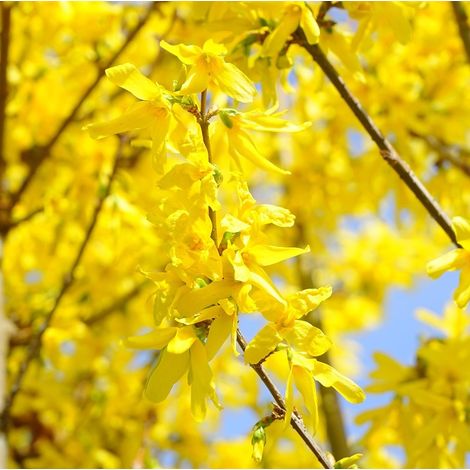 Mimosa de Paris - Forsythia intermedia 'Lynwood' - 50-60 cm pot
