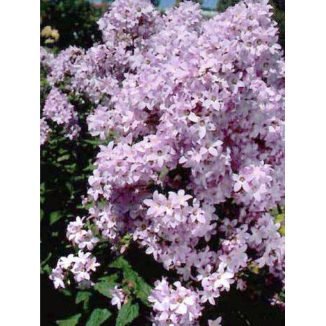 Campanule à fleurs laiteuses 'Loddon Anna' Pot de 1,5L/2L