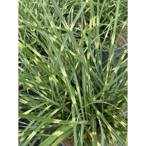 Gardenaria Miscanthus sinensis 'Strictus Dwarf' - Graminacea ornamentale da esterno - Altezza: 60 cm (vaso 17) (1/3)
