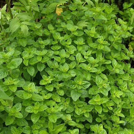 Origan - Origanum Vulgare - Plante Aromatique Vivace - Pour Jardin Extérieur ou Pot - 500 Graines