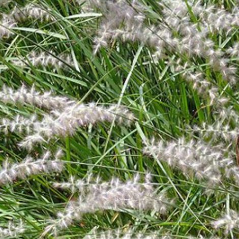 4 x Herbe aux écouvillons 'Karley Rose' - godet 9x9 cm