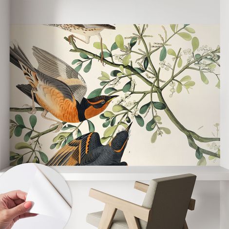 Carta da parati autoadesiva - impermeabile - murale da parete - decorazione murale - Uccelli colorati 104x70 cm (1/5)