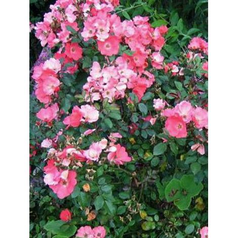 Rosier arbuste 'Douceur Normande'® Racines nues en motte (1/4)