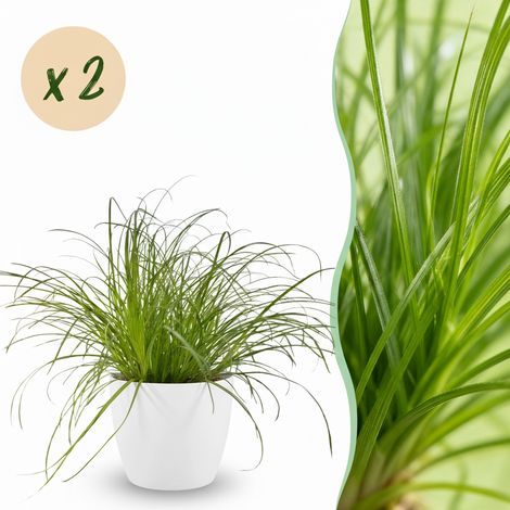 Lot de 2 Plantes d'Intérieur Cyperus Alternifolius Zumula - Plante à Chats - Pots Blancs - 20 cm - PANGIVO (1/5)