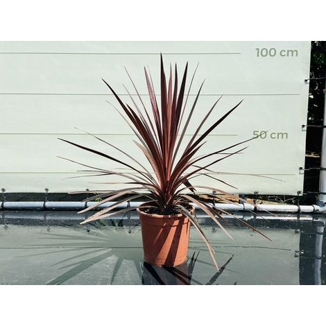 Palmier - Cordyline Australis 75cm - Étoile rouge - Plante rustique - Plante idéale pour le jardin en pot, sur le balcon ou dans une véranda