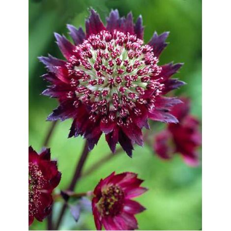 Grande Astrance 'Moulin Rouge' Godet de 8/9 cm (1/3)