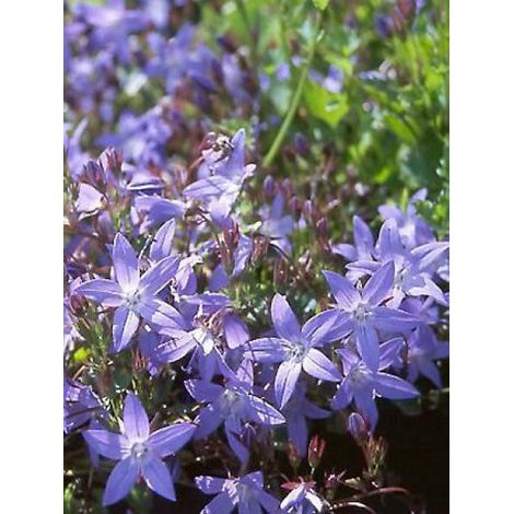 Campanule des murets 'Stella' Godet de 8/9 cm