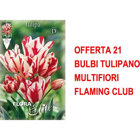 OFFERTA 21 TULIPANO MULTIFIORI FLAMING CLUB BULBI AUTUNNALI BULBS BULBES