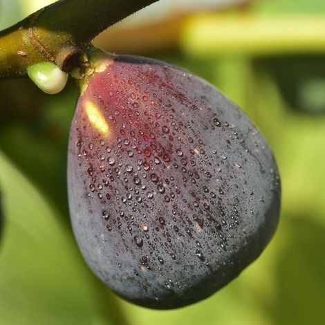 PIANTA DA FRUTTO FICO BROGIOTTO NERO in vaso 20 età 2/3 anni (foto reali)