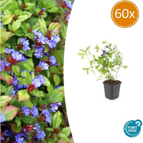 Lot de 60 Ceratostigma plumbaginoides Plumbago Rampant Couvre-sol Fleurs Bleues 10-25 cm Ø 9 cm - PANGIVO (1/5)