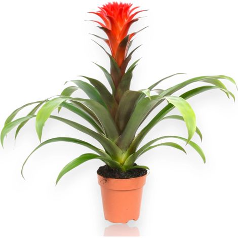 Gardenaria Guzmania 'Hope' - Pianta da interno ornamentale - Altezza: 45 cm (vaso 12) (1/5)