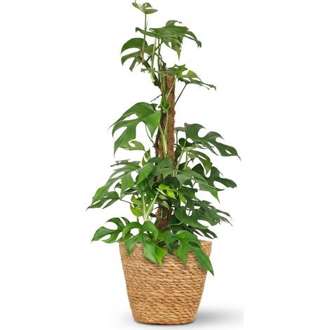 Plante d'Intérieur Mini Monstera sur Tuteur Mousse avec Panier Décoratif Vert Pot 19cm Hauteur 90cm - PANGIVO (1/5)