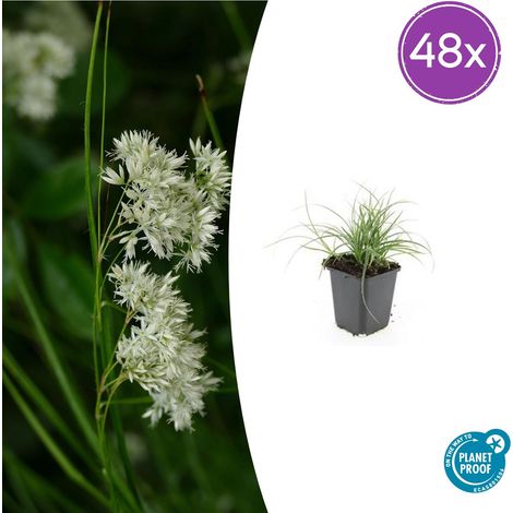 Lot de 48 Luzula nivea - Herbe des neiges - Couvre-sol Persistant Argenté - Pot Ø 9 cm - 10-25 cm - PANGIVO (1/5)