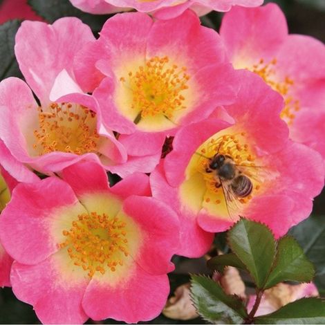 2 x Rosa  - Kordes Nectar Rosier - Rosa 'Topolina'