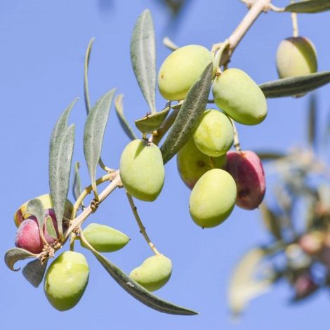 PIANTA DI ULIVO CIMA DI MONOPOLI in vaso 20/fitocella - età 2/3 anni foto reali