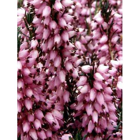 Bruyère des neiges 'Spring Surprise' Pot de 2L/3L