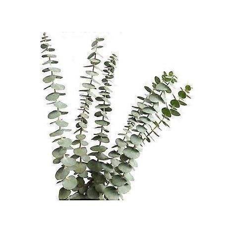 Bouquet d'eucalyptus frais et parfumé, feuilles au toucher réaliste pour un parfum relaxant et une longue durée de vie, idéal pour la décoration de la maison et des commerces (12 tiges naturelles). (1/5)
