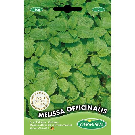 graines Mélisse officinale MELISSA OFFICINALIS (1/2)