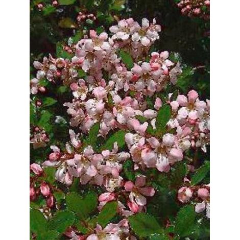 Escallonia  'Donard Seedling' Godet de 8/9 cm (1/4)