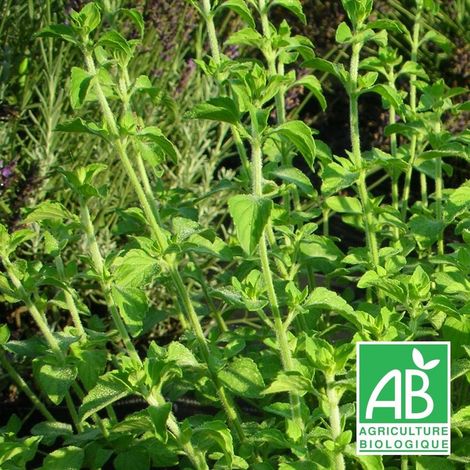 Petit calament BIO/Godet