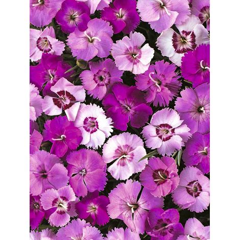 Œillet mignardise 'Ipswich Pinks Mixed' Sachet de 2g