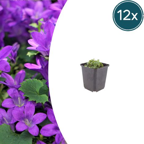 12 Campanules de Dalmatie Portenschlagiana Plantes Vivaces Couvre-sol Fleurs Violettes Ø9cm - PANGIVO (1/5)