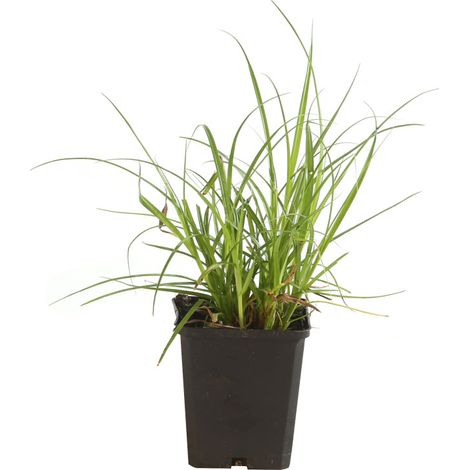 Laîche elata 20cm Pot 9cm - Carex elata (1/2)