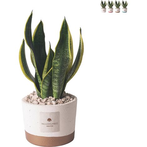 Sansevieria d'intérieur en pot de ciment Paola Rolando Flora - Beige (1/3)
