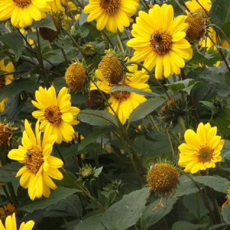 4 x Soleil vivace  - Helianthus 'Capenoch Star'  - godet 9x9 cm (1/4)