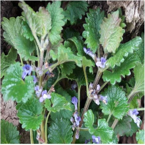 Lierre terrestre/Lot de 3 godets