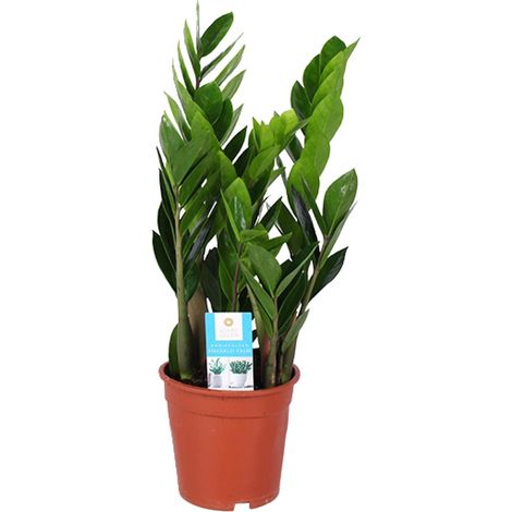 Zamioculcas Zamiifolia Plante d'Intérieur ZZ Facile d'Entretien Vert Foncé Ø17cm Hauteur 60cm - PANGIVO (1/4)