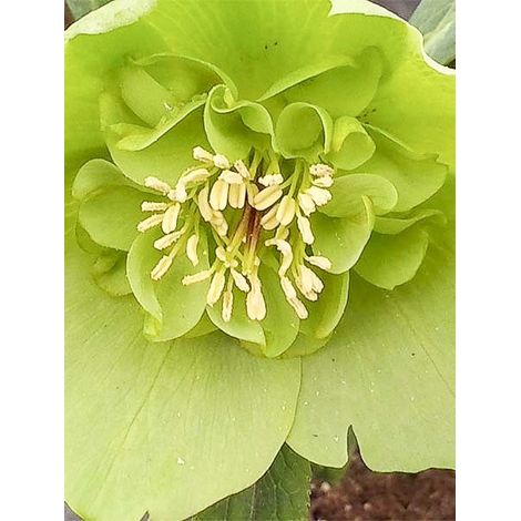 Hellébore orientale 'Anemone Green' Pot de 2L/3L