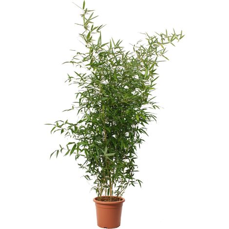 Bambusa Spectabilis - Bamboo Pianta Vera da Esterno - Piante per Giardino Balcone Terrazzo - H 145/170 cm Vaso Ø 24 cm (1/4)