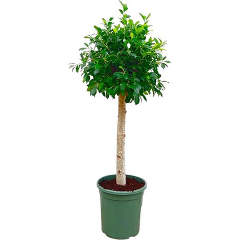 Ficus Nitida sur Tige Plante Verte pour Intérieur et Extérieur Vert Foncé 130 cm ø30 cm - PANGIVO (1/4)
