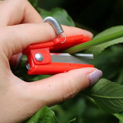 3 teiliges Daumenscheren Set zum Pflücken von Obst und Gemüse. Erntewerkzeuge in Rot und Grün. (1/4)