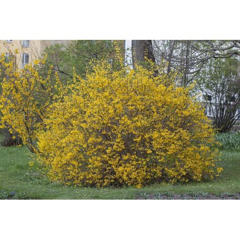 Forsythie 'Spectabilis' Forsythia intermedia 'Spectabilis' 5 L 60- 80 (1/2)