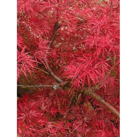 Érable du Japon 'Dissectum Atropurpureum' Pot de 3L/4L