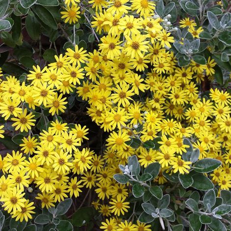 Séneçon gris - Brachyglottis 'Sunshine' - 20-30 cm pot (1/5)