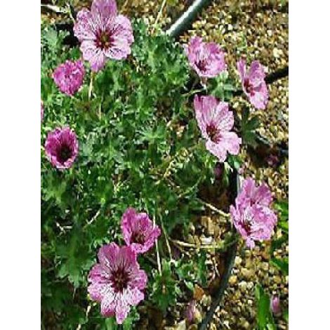 Géranium vivace à feuilles cendrées 'Laurence Flatman' Godet de 8/9 cm