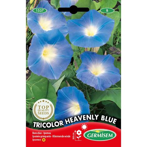 Graines Ipomée grimpante Tricolor Heavenly Blue EC1537