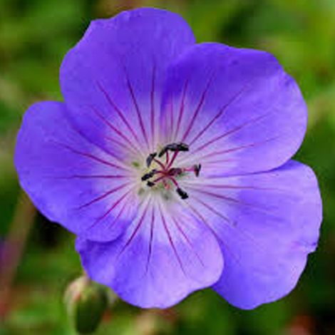 4 x 12 x Geranium 'Rozanne' - godet 9x9 cm (1/3)